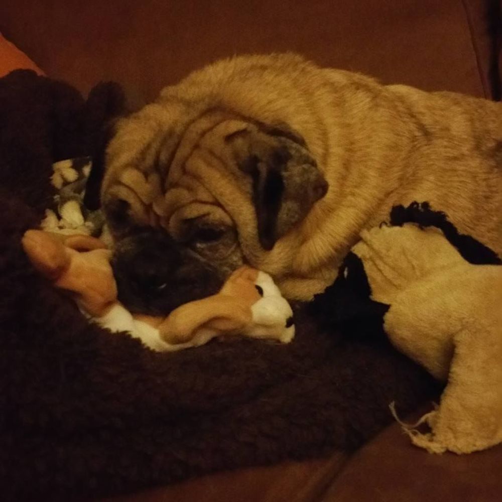 Meet your Posher, Amber